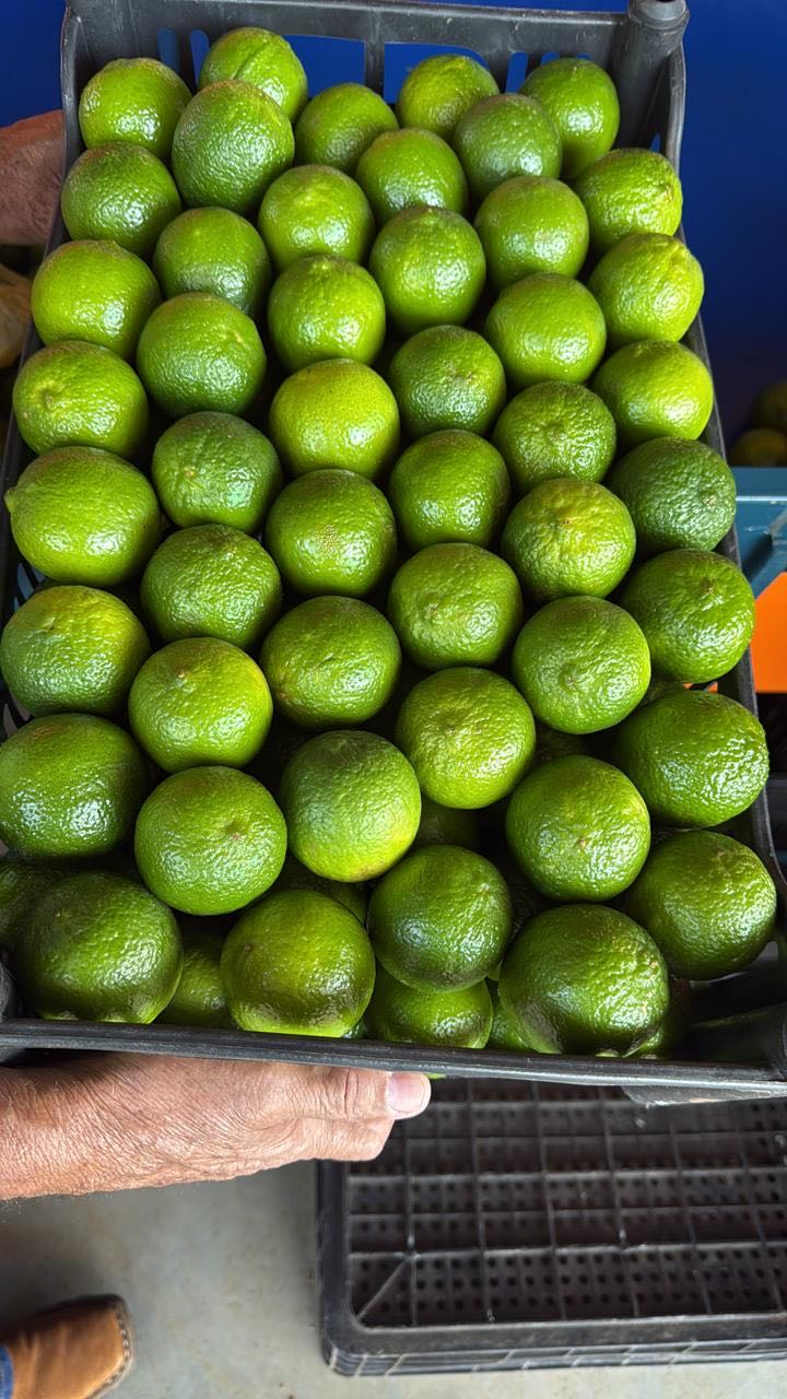 Limões classificados por tamanho em bandeja