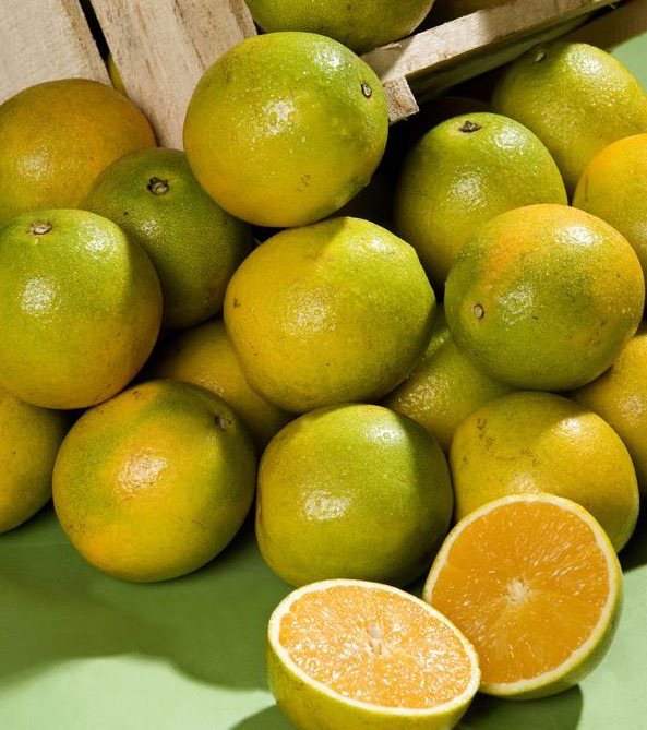 Laranja Valência